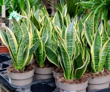 How To Grow Snake Plant At Home | TalkInHindi