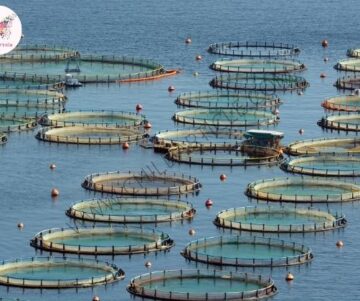 मछली पालन बिजनेस कैसे शुरू करें Fish Farming Business Kaise Shuru Kare Hindi India | TalkInHindi
