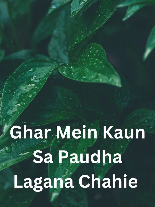 Ghar Mein Kaun Sa Paudha Lagana Chahie